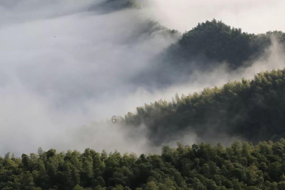 茂密丛林逃生